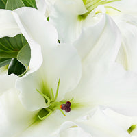 White Lily Image